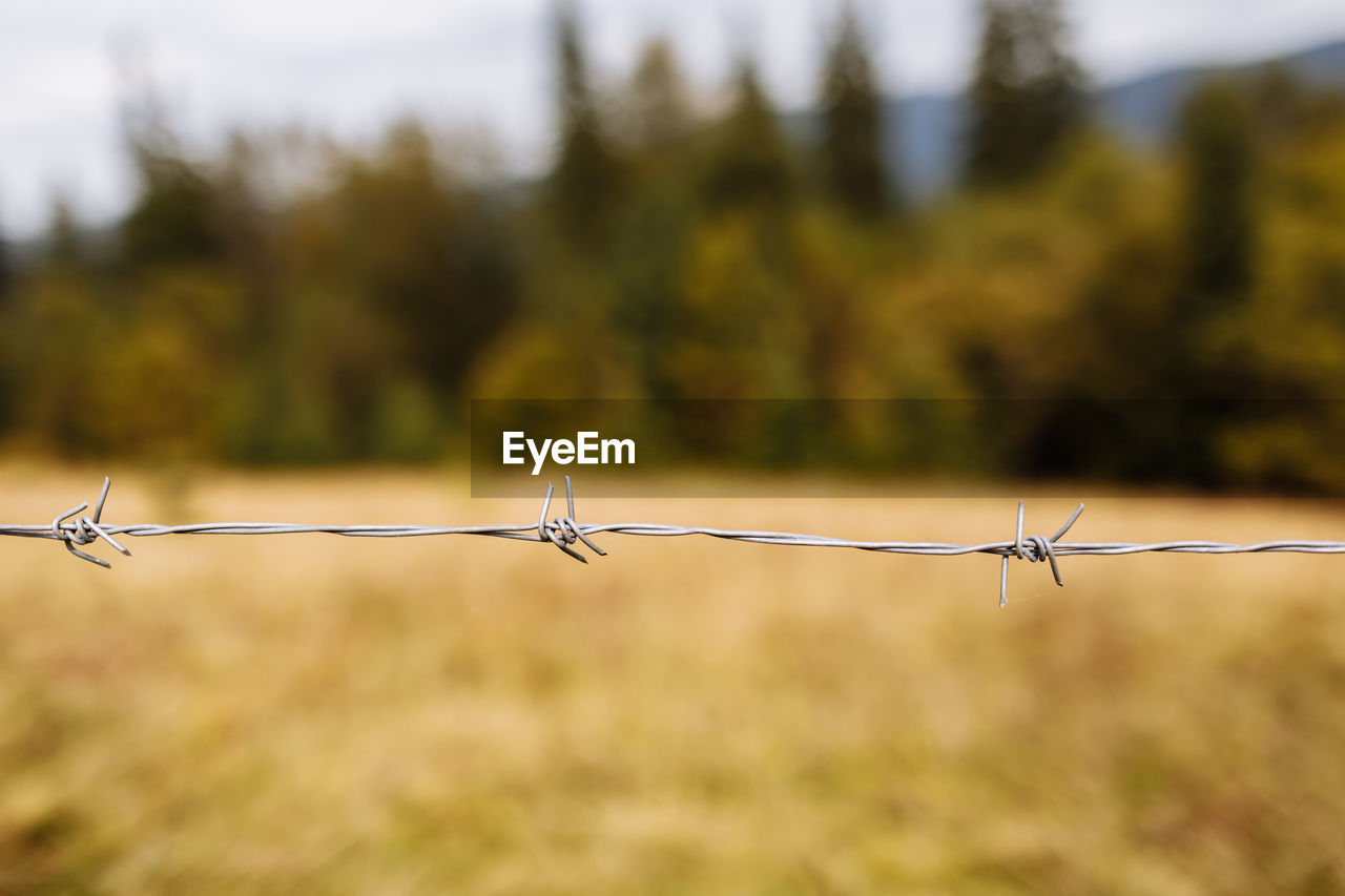 protection, security, wire, fence, barbed wire, metal, wire fencing, grass, sharp, warning sign, outdoor structure, sign, nature, forbidden, no people, communication, focus on foreground, branch, home fencing, wire mesh, outdoors, day, exclusion, security system, land