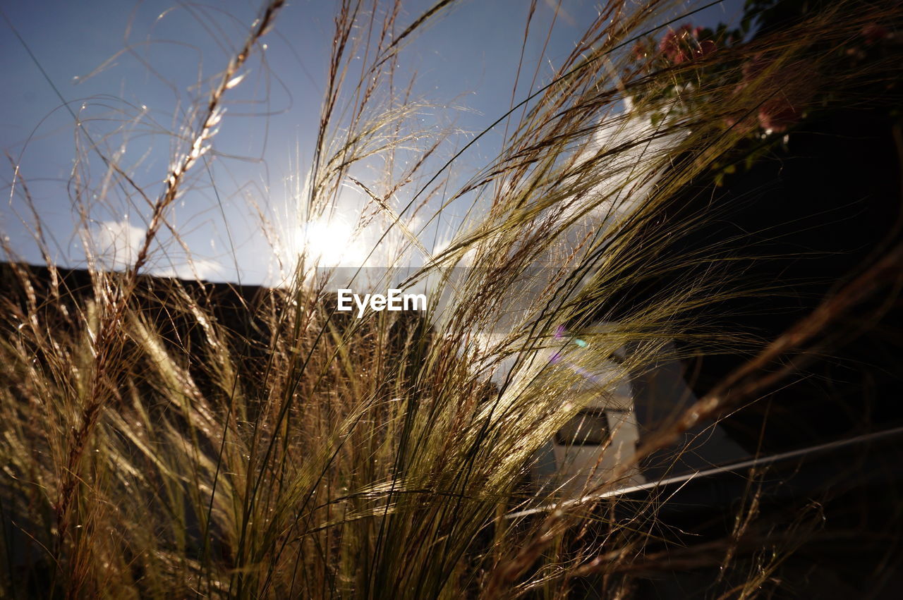 CLOSE-UP OF WHEAT GROWING IN FIELD