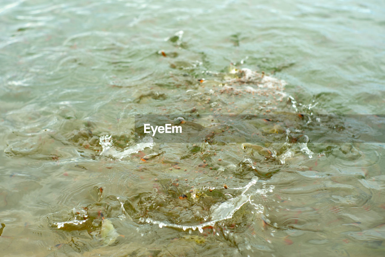 CLOSE-UP OF FISH IN SEA