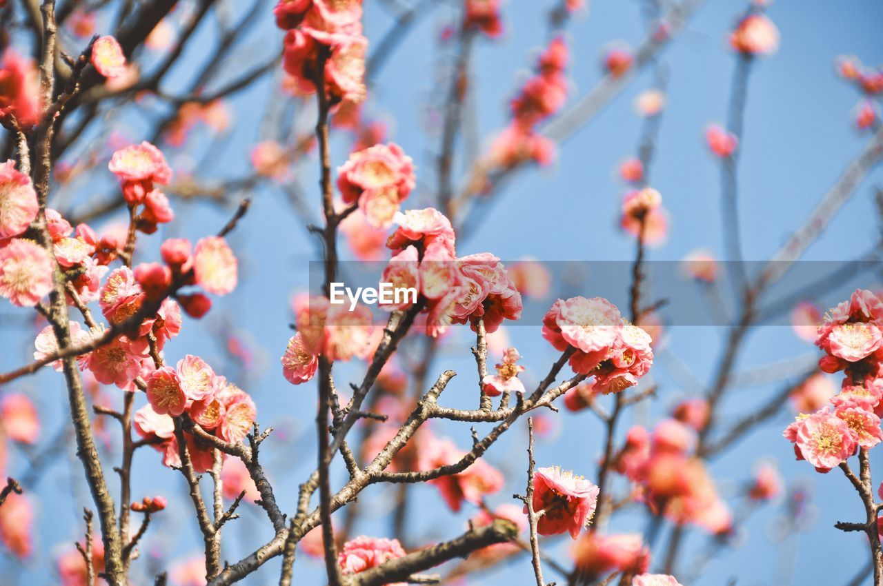 Close-up of cherry blossoms in spring