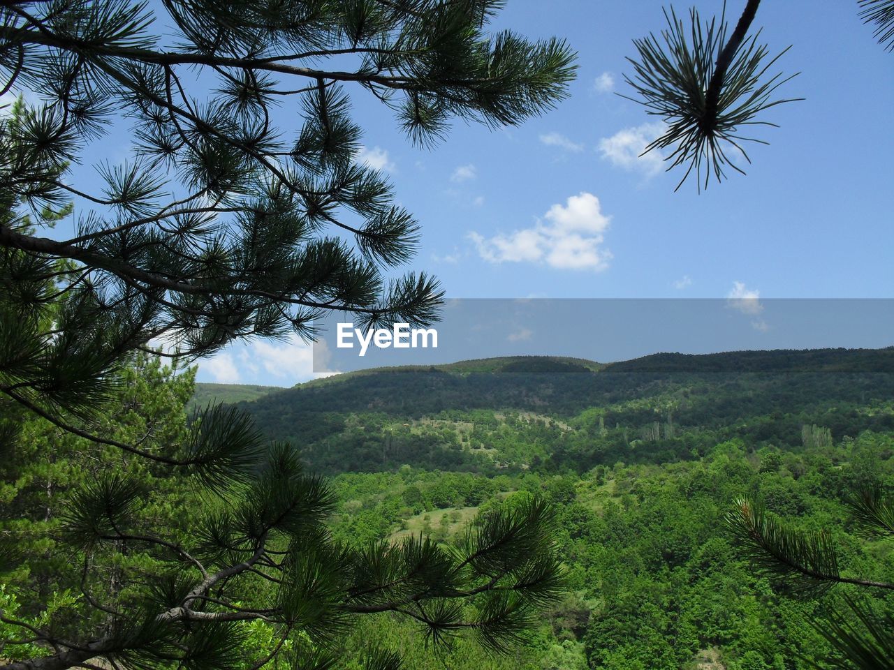 PINE TREES IN FOREST AGAINST SKY