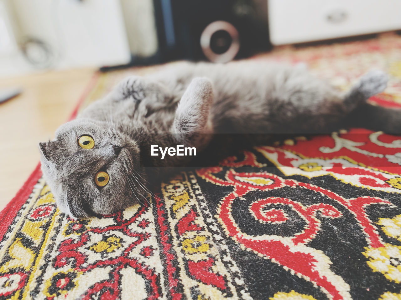 Portrait of cat resting on carpet at home