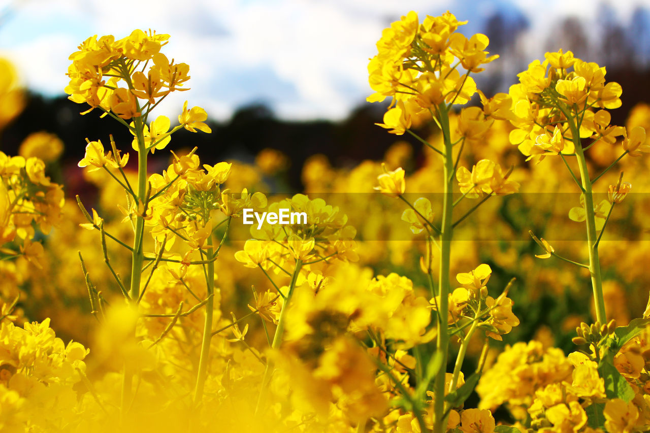 Close-up of yellow flowers blooming in field