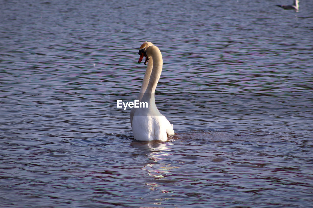 Swan swimming in lake animal behaviour 
