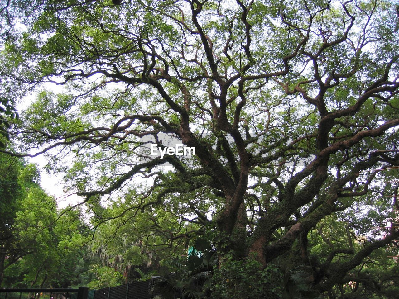 LOW ANGLE VIEW OF TREES IN FOREST