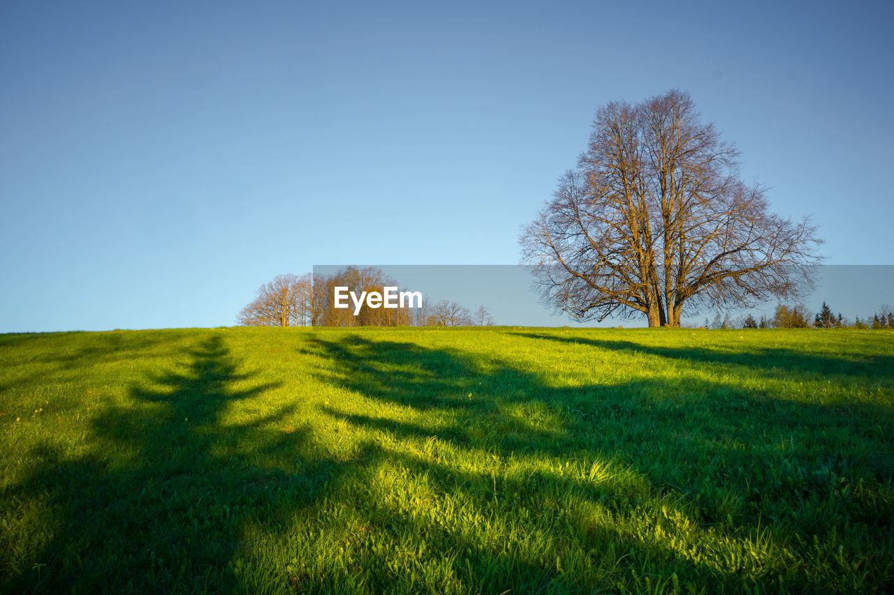 plant, sky, landscape, environment, tree, nature, grass, land, field, grassland, beauty in nature, green, scenics - nature, meadow, tranquility, tranquil scene, horizon, clear sky, morning, hill, blue, prairie, no people, sunlight, rural scene, pasture, natural environment, plain, flower, non-urban scene, rapeseed, rural area, day, idyllic, outdoors, growth, horizon over land, springtime, agriculture, sunny, shadow, copy space, cloud, leaf, woodland, landscaped, yellow, forest, remote, summer