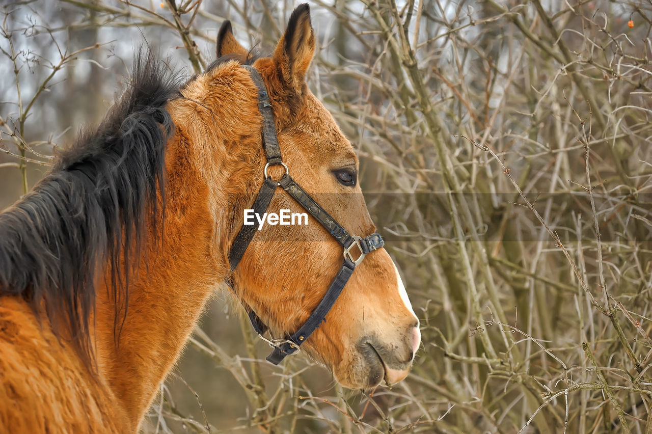 HORSE ON FIELD