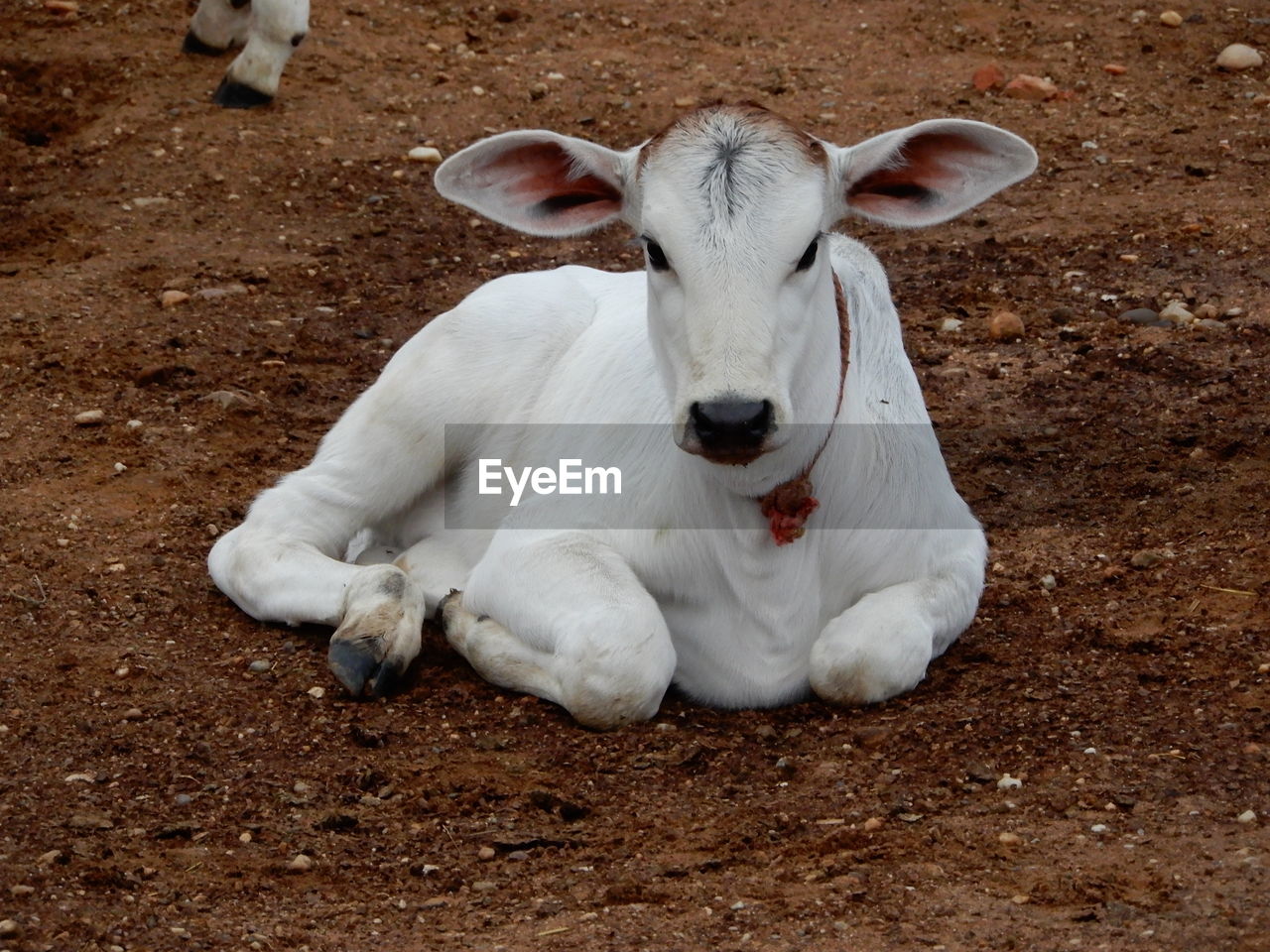 PORTRAIT OF WHITE RELAXING ON LAND