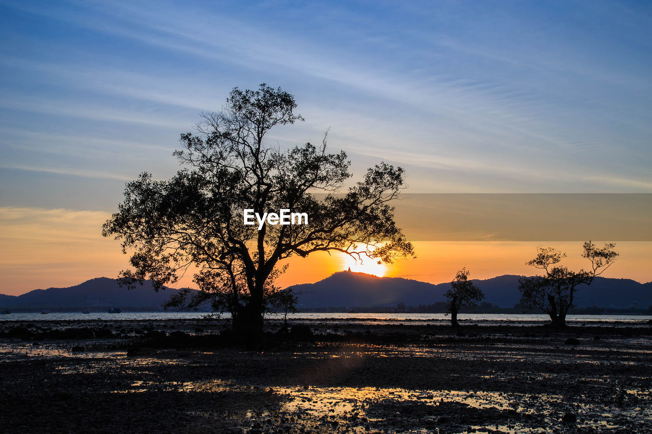 SILHOUETTE TREE ON FIELD AGAINST ORANGE SKY