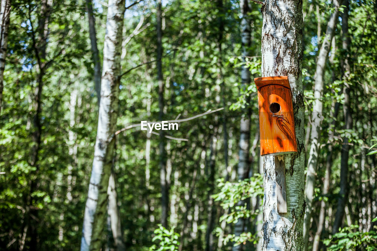 Close-up of birdhouse on tree trunk