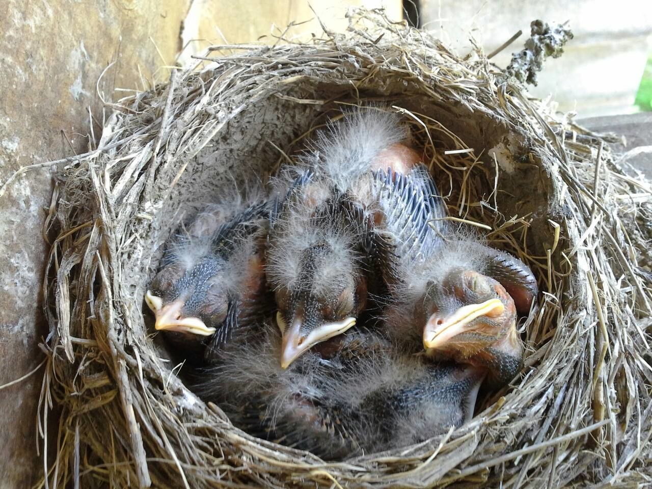 High angle view of young robins relaxing in nest