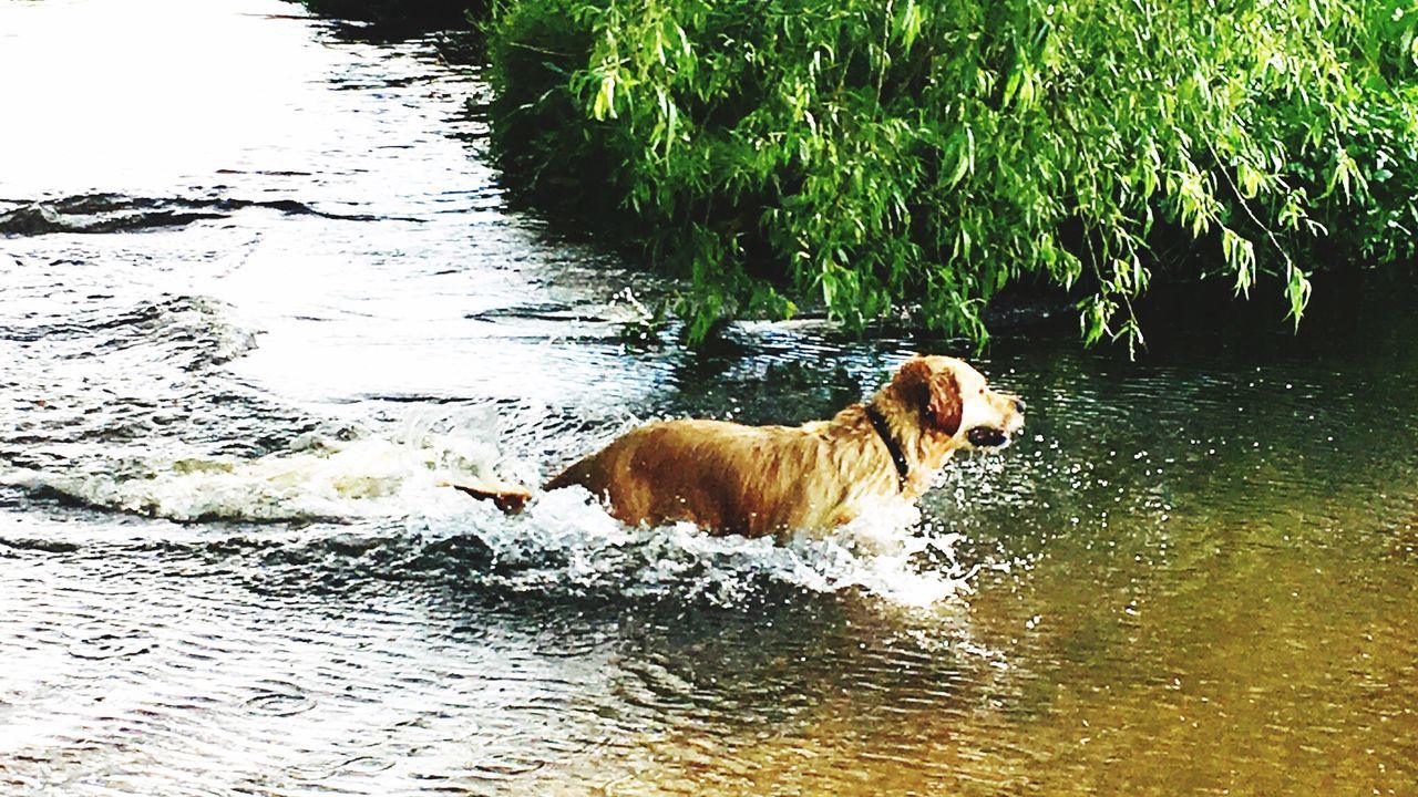 DOG ON LAKE BY SHORE