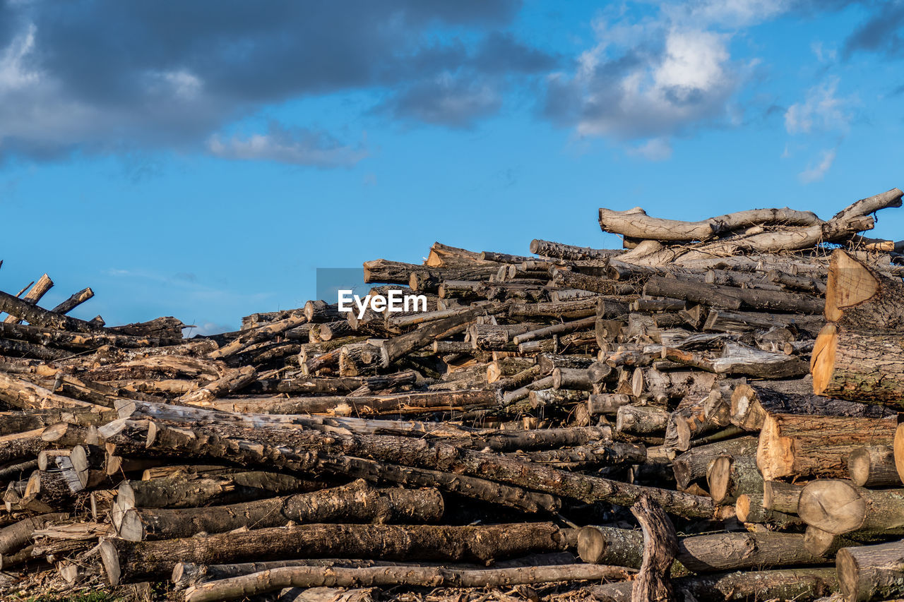 LOW ANGLE VIEW OF LOGS AGAINST SKY