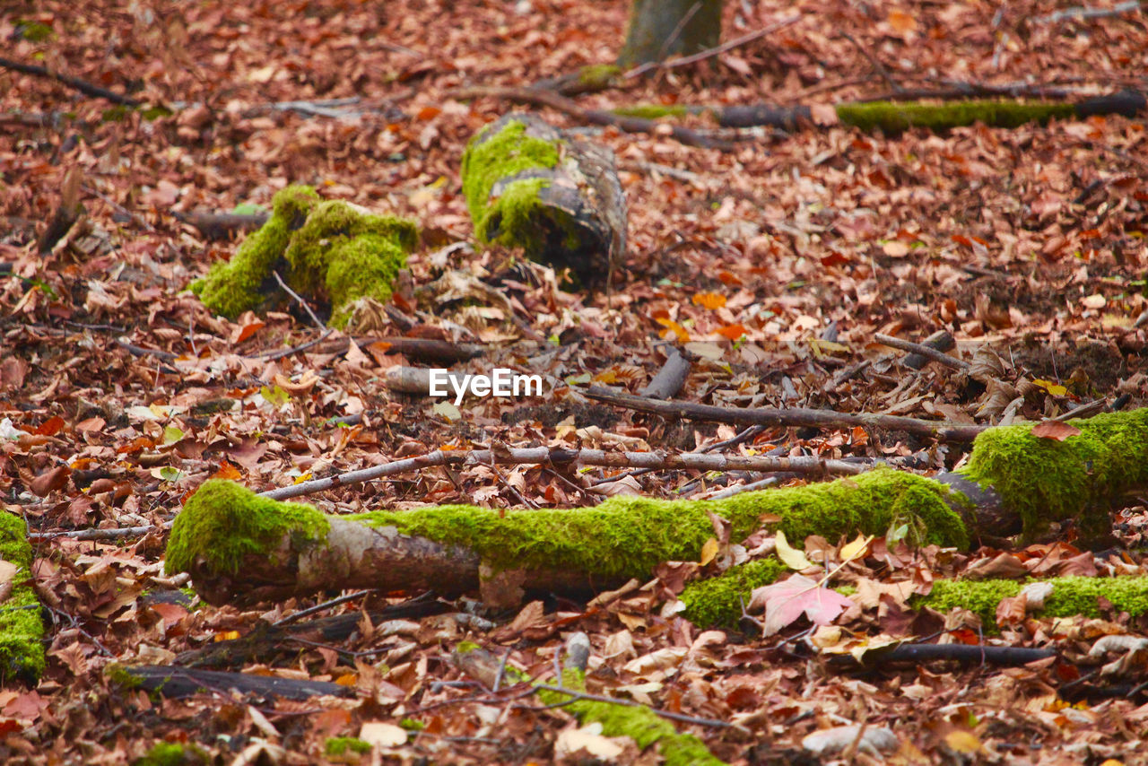 CLOSE-UP OF MOSS ON FIELD