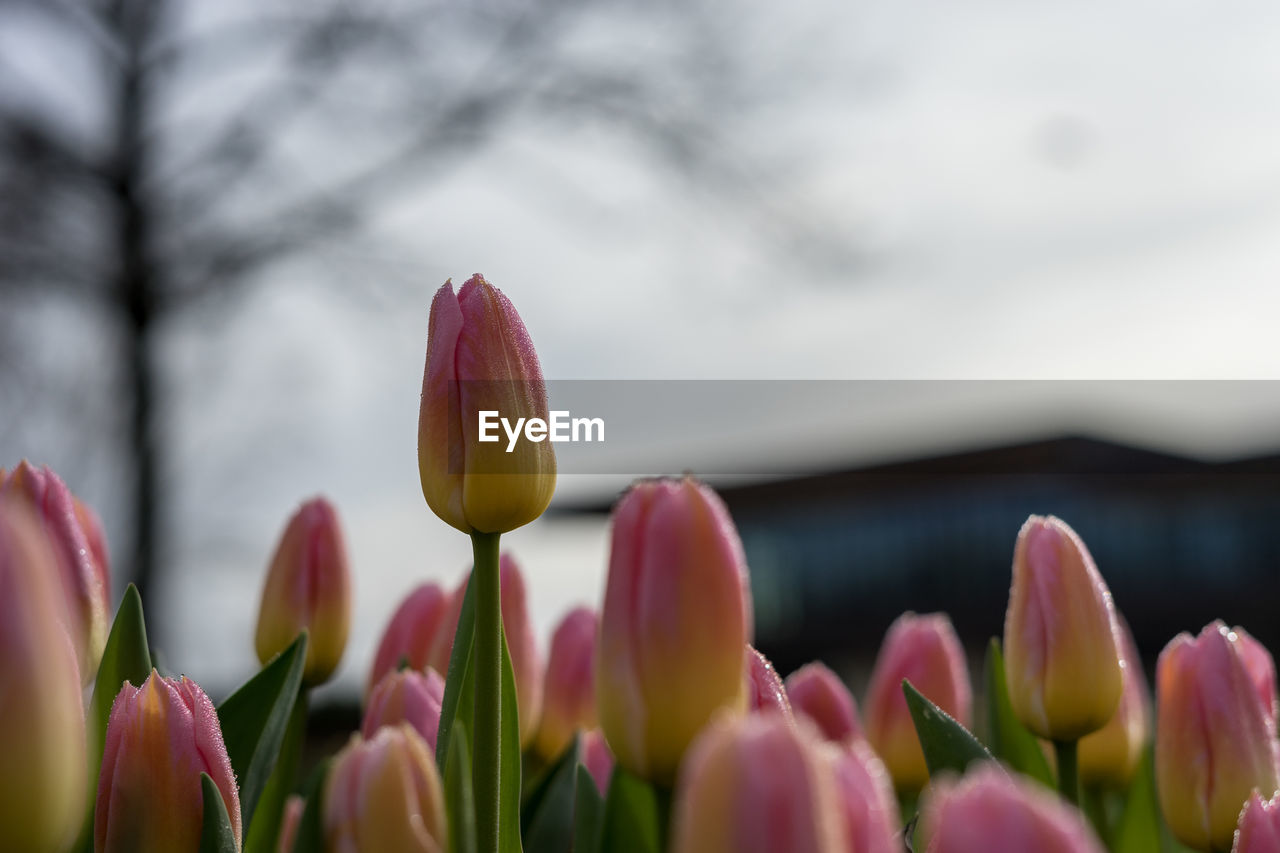 CLOSE-UP OF PINK TULIPS AGAINST CLOUDY SKY