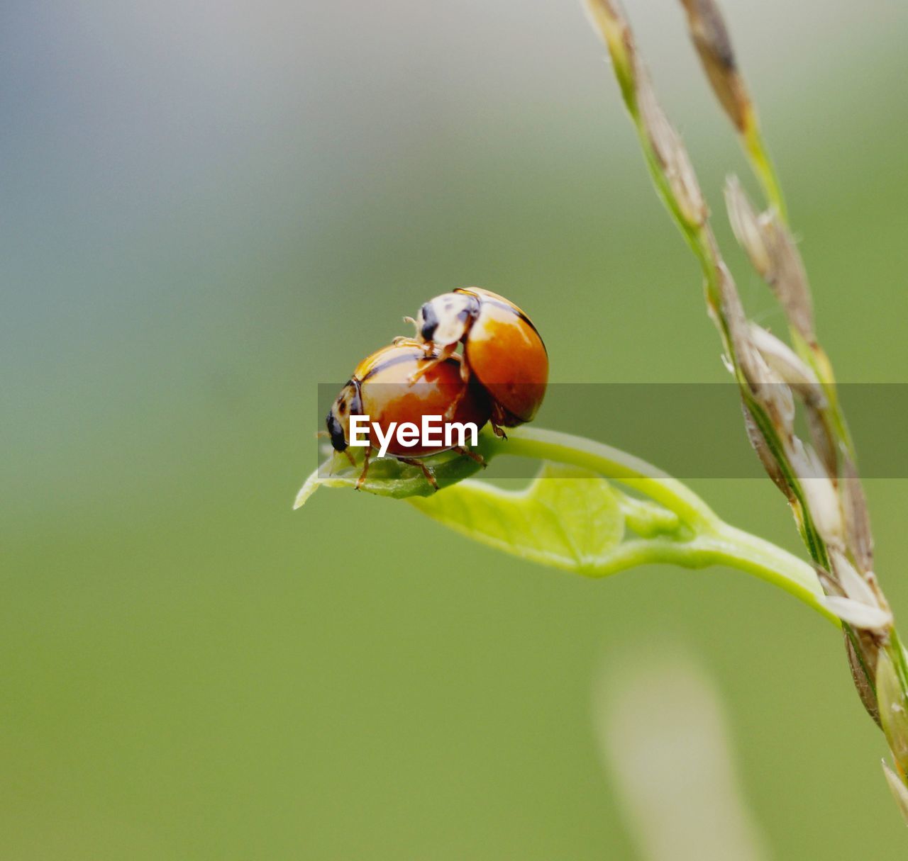 CLOSE-UP OF LADYBUG ON A PLANT