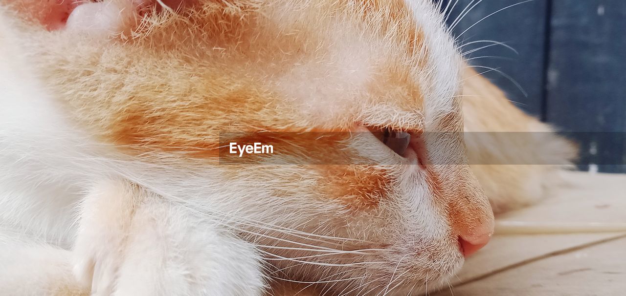 CLOSE-UP OF A CAT WITH CLOSED EYES