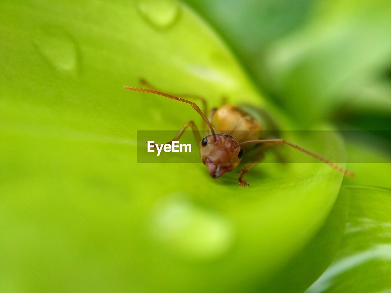 INSECT ON LEAF