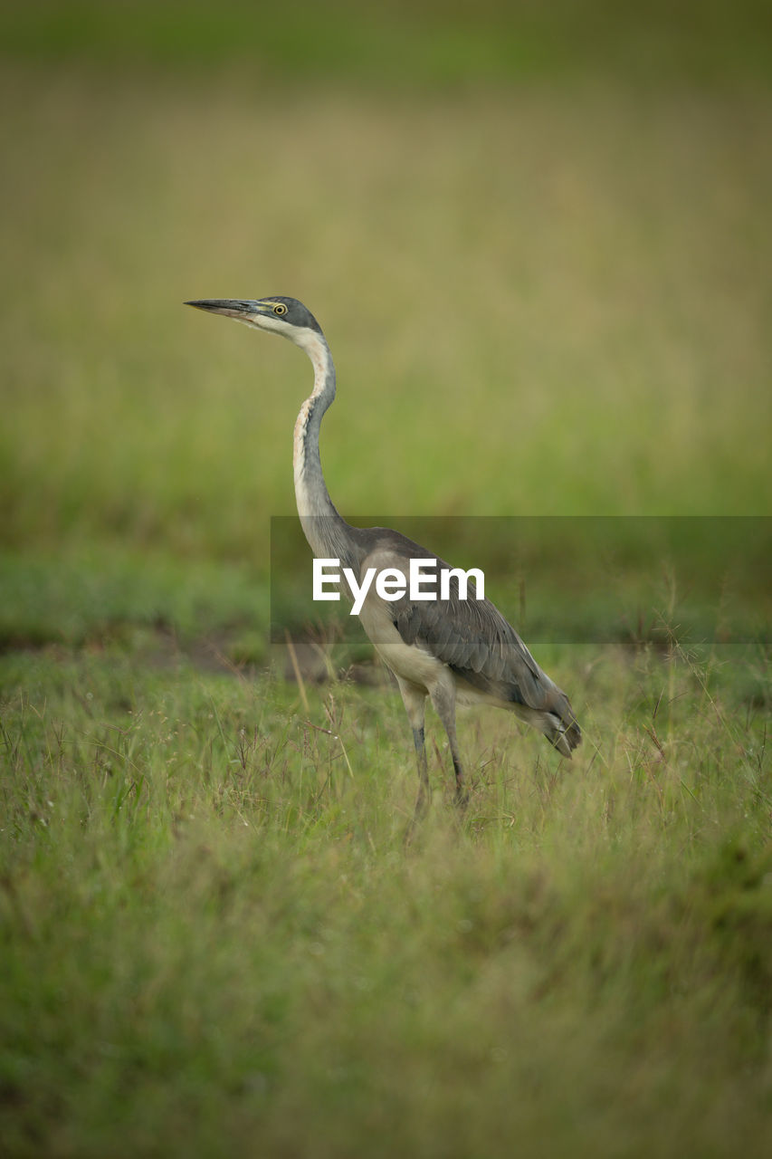 Black-headed heron stands in profile in grass