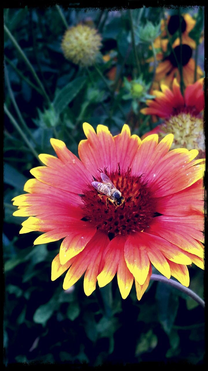 CLOSE-UP OF BUTTERFLY POLLINATING ON FLOWER