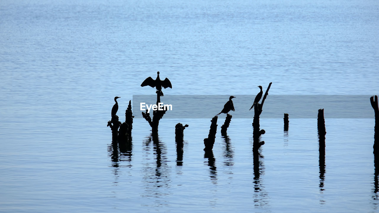 Silhouette birds on wooden post in sea