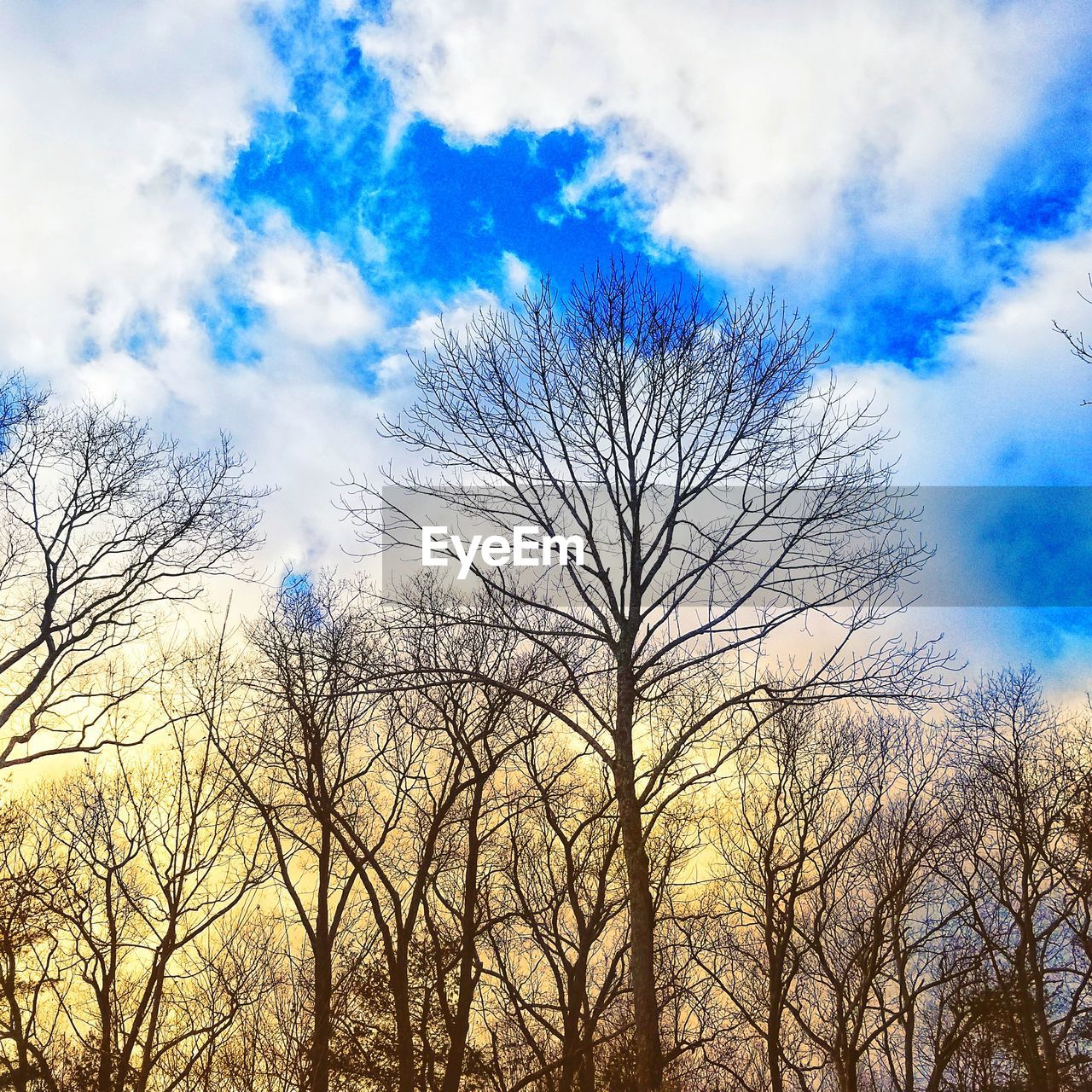 LOW ANGLE VIEW OF BARE TREES AGAINST SKY