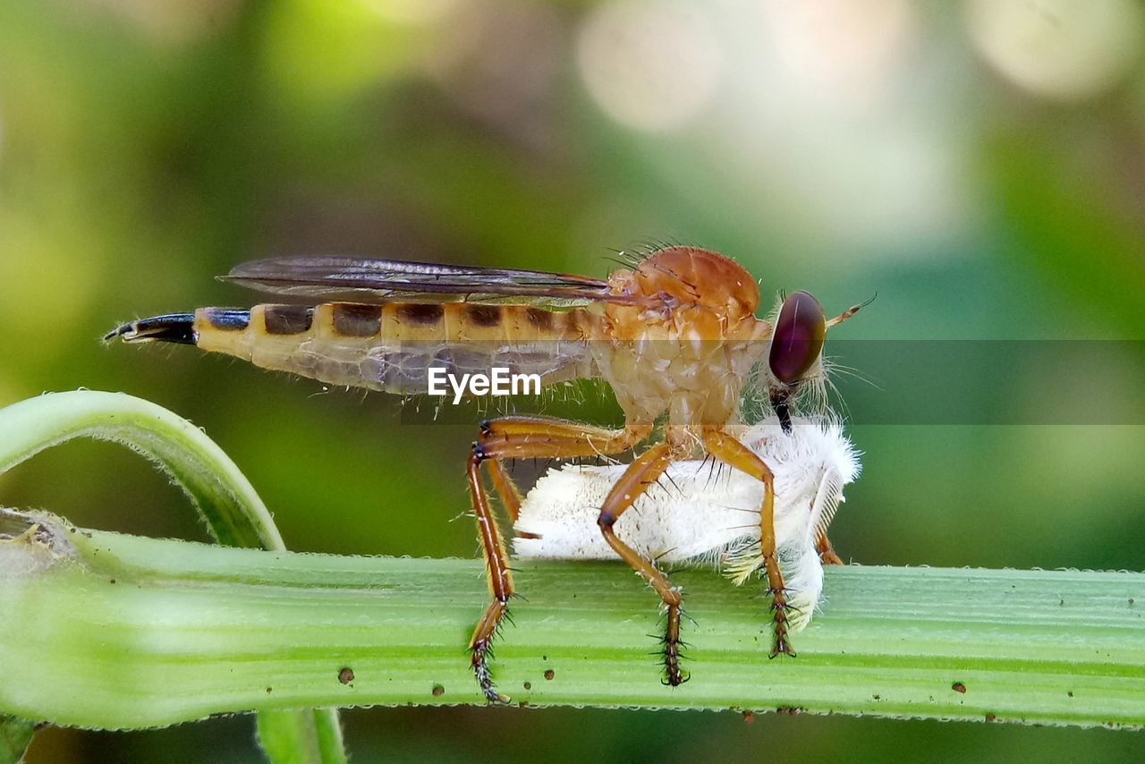 CLOSE-UP OF GRASSHOPPER