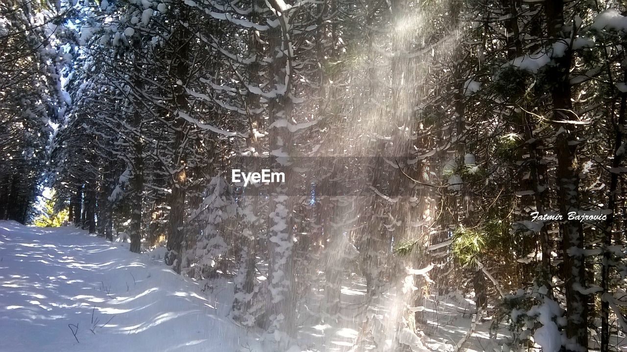 Sun shining through snow covered trees