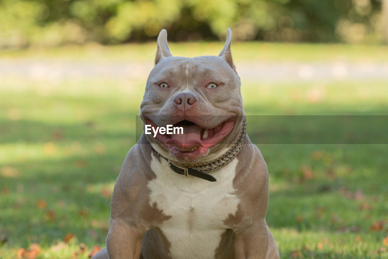 PORTRAIT OF A DOG IN THE FIELD