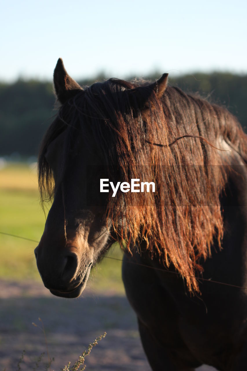 Close-up of horse on field