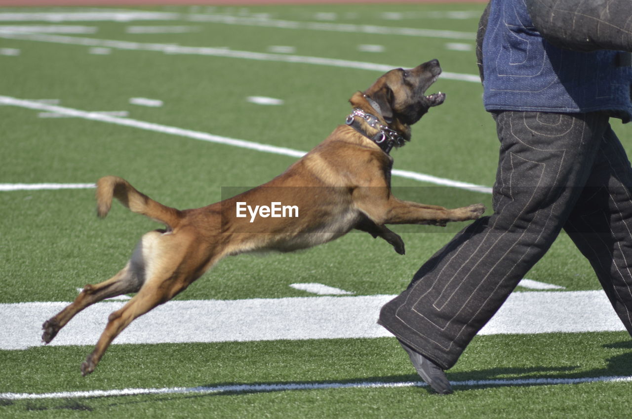 Low section of owner with police dog on field during training