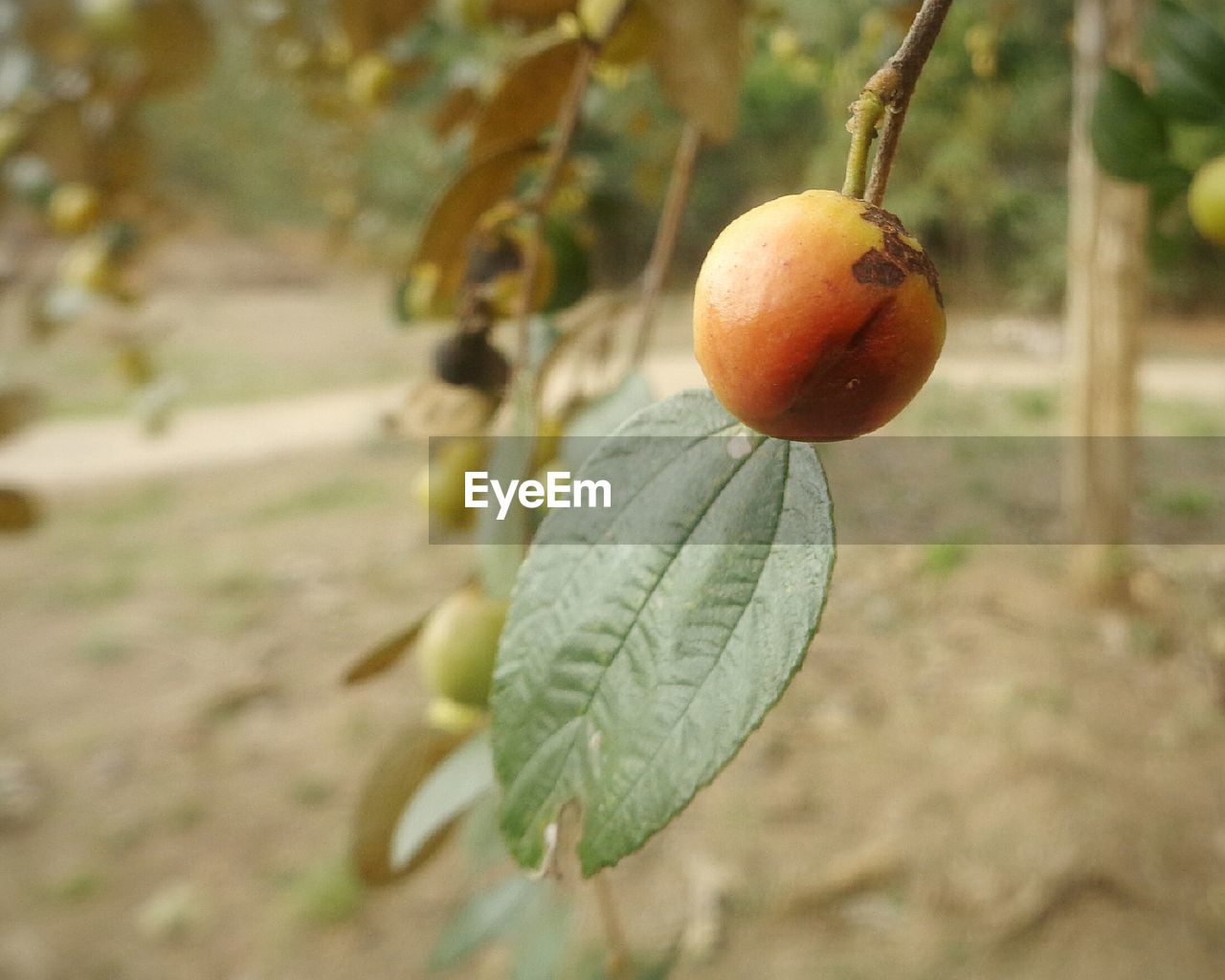 CLOSE UP OF FRUIT ON TREE