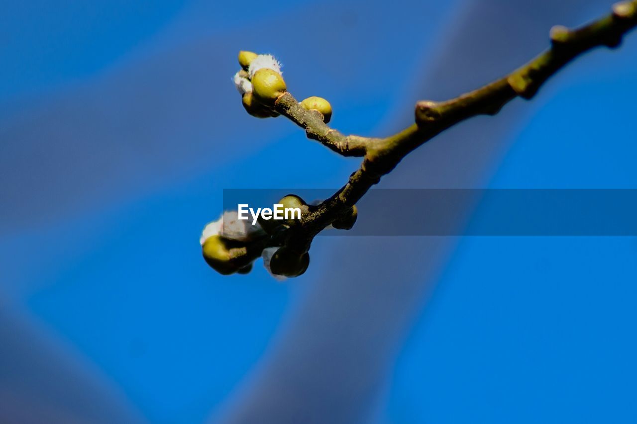 Close-up of fruits against blue sky