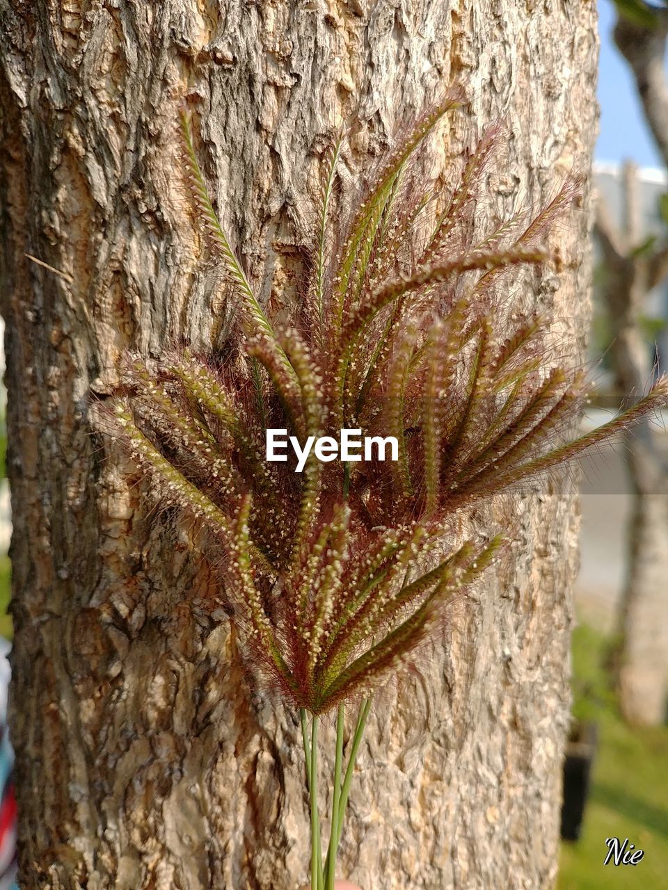 CLOSE-UP OF TREE TRUNK WITH PLANT