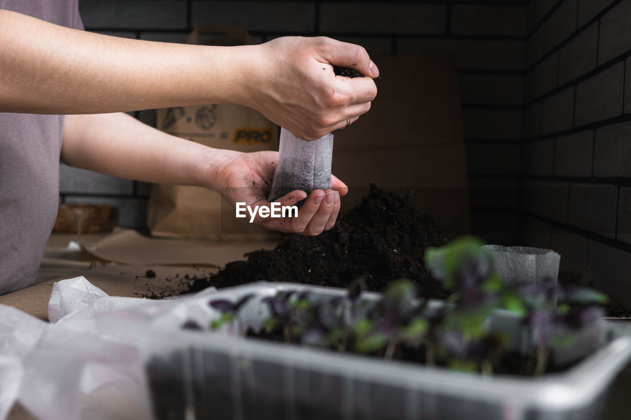 Home plant growing concept. human hands transplant seedlings into separate containers with soil. 