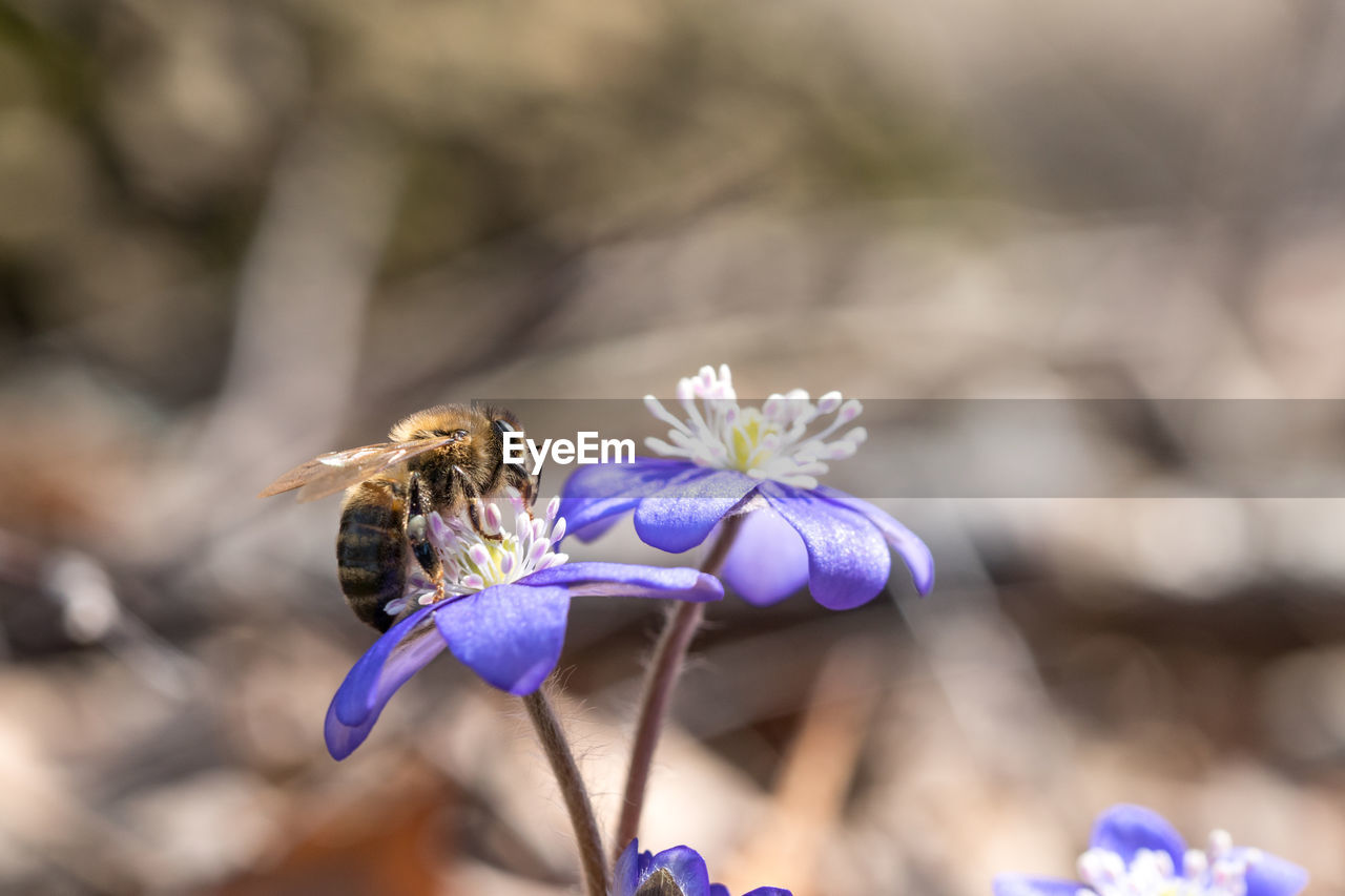 Close-up of bee pollinating on purple spring flower