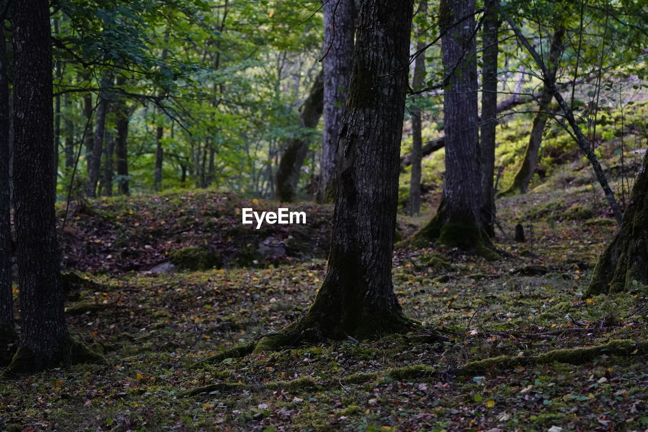 TREES ON FOREST