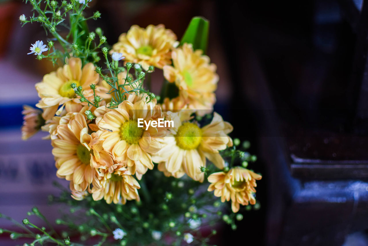 CLOSE-UP OF YELLOW FLOWERS ON PLANT