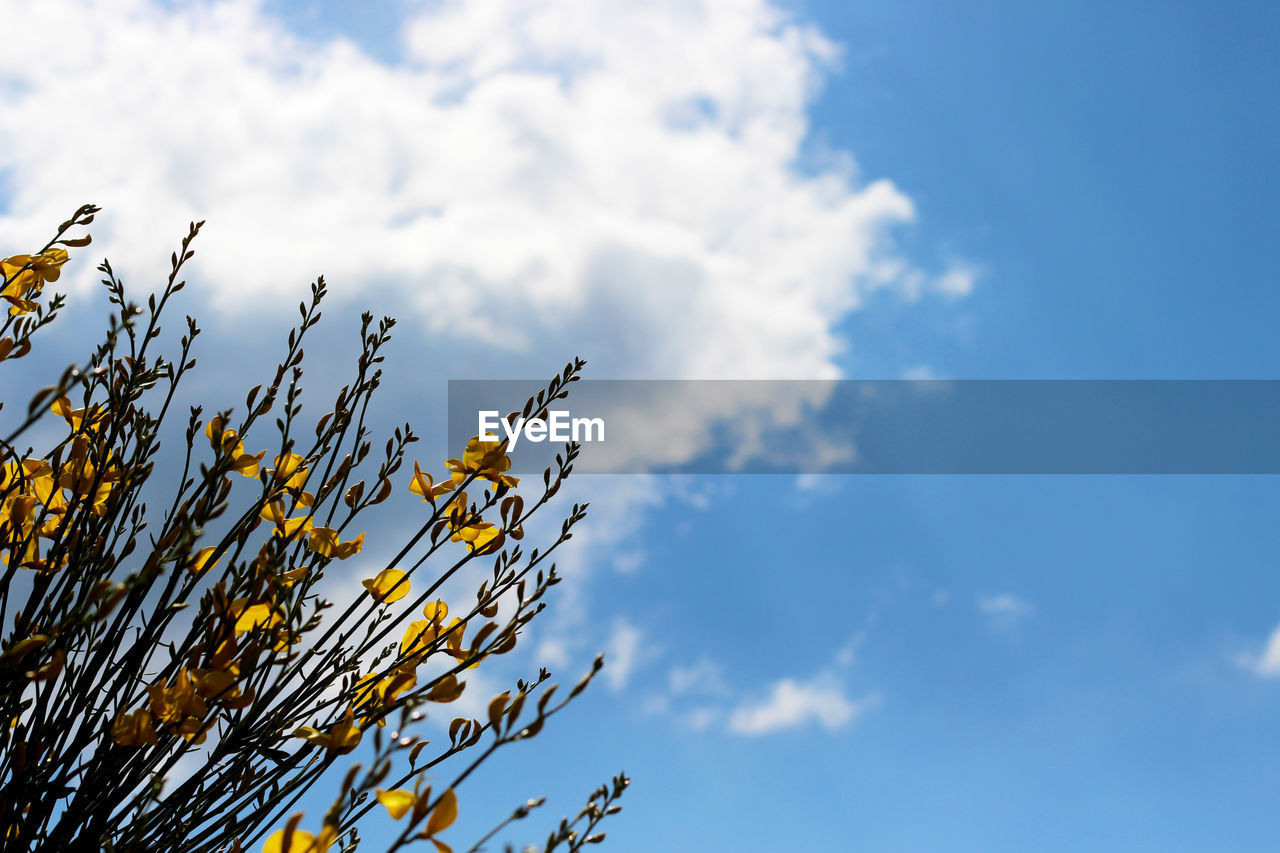 Low angle view of branches against cloudy sky