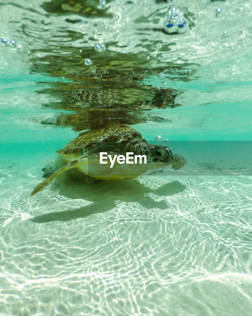 CLOSE-UP OF JELLYFISH SWIMMING IN SEA