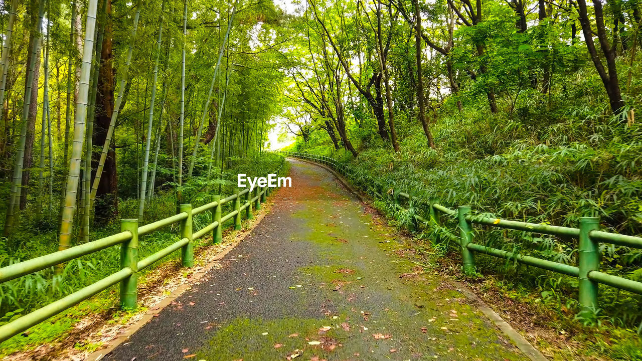 Footpath amidst trees in forest