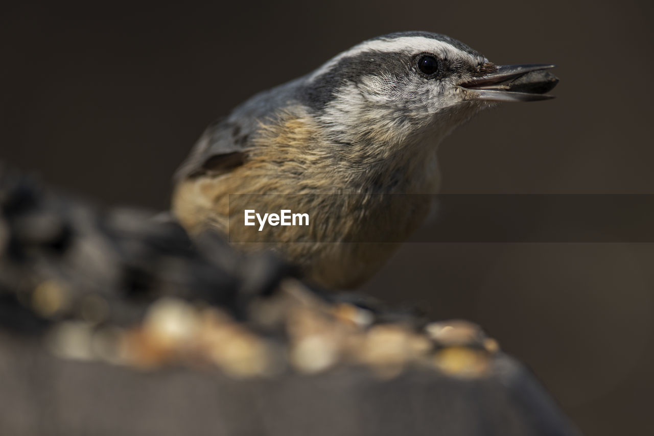 A red-breasted nuthatch at feeding time. sitta canadensis