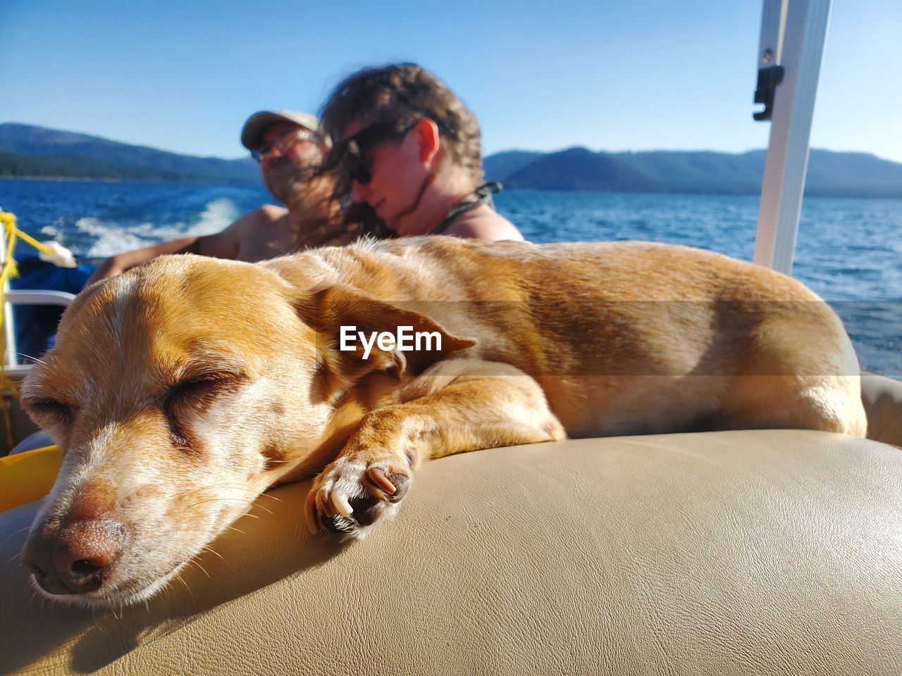 DOG LOOKING AT SEA SHORE