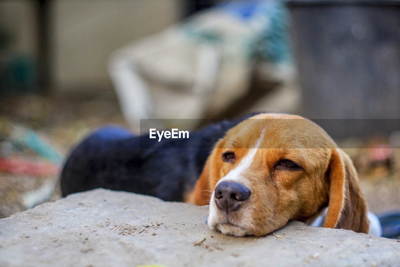 CLOSE-UP OF DOG LOOKING AWAY