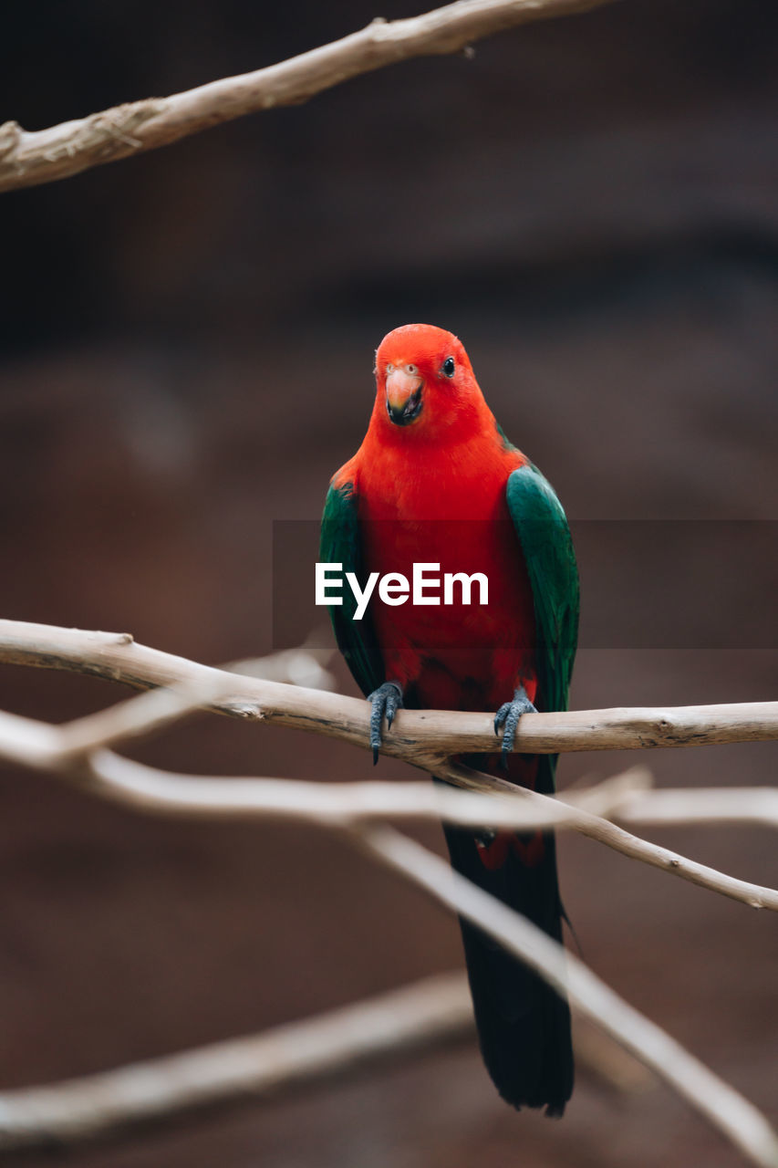 CLOSE-UP OF PARROT PERCHING ON A BRANCH