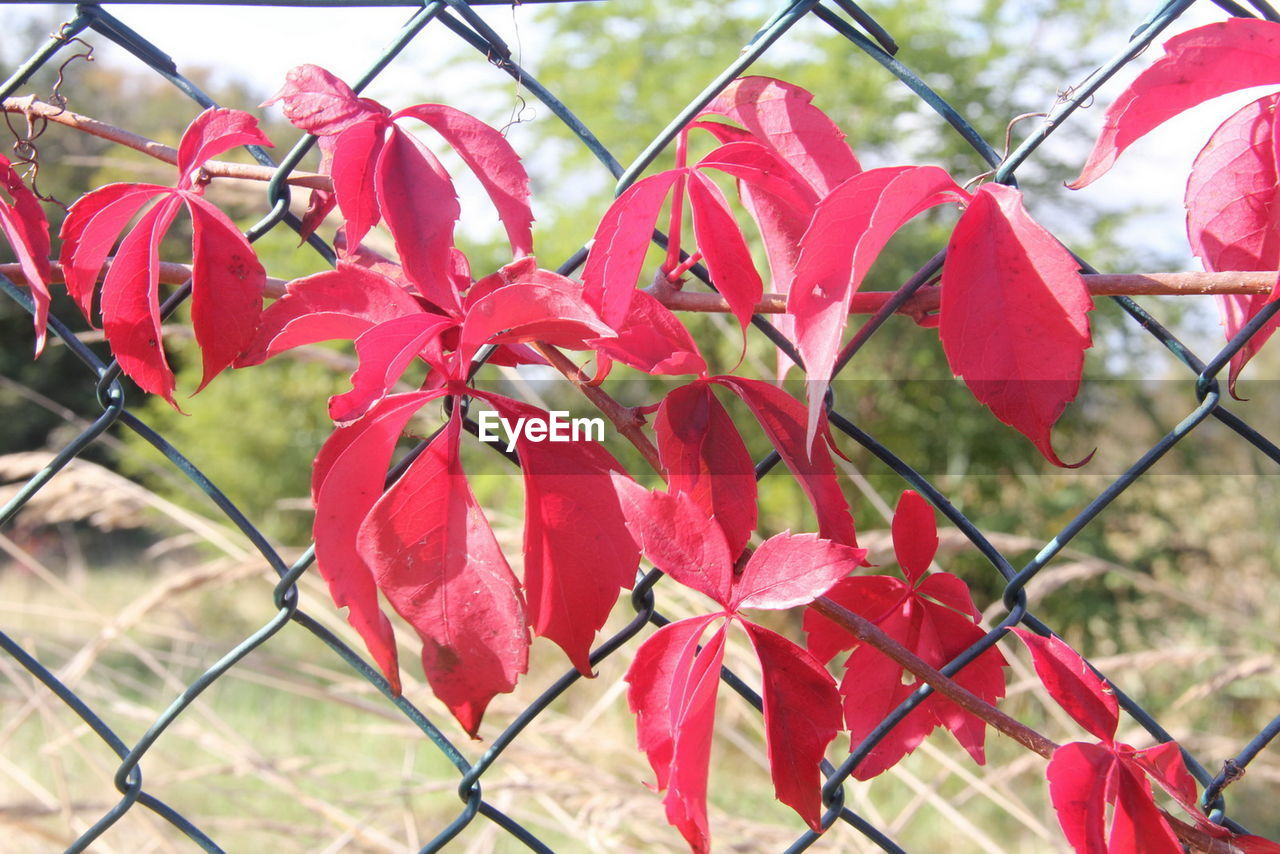 CLOSE-UP OF RED CHAINLINK FENCE