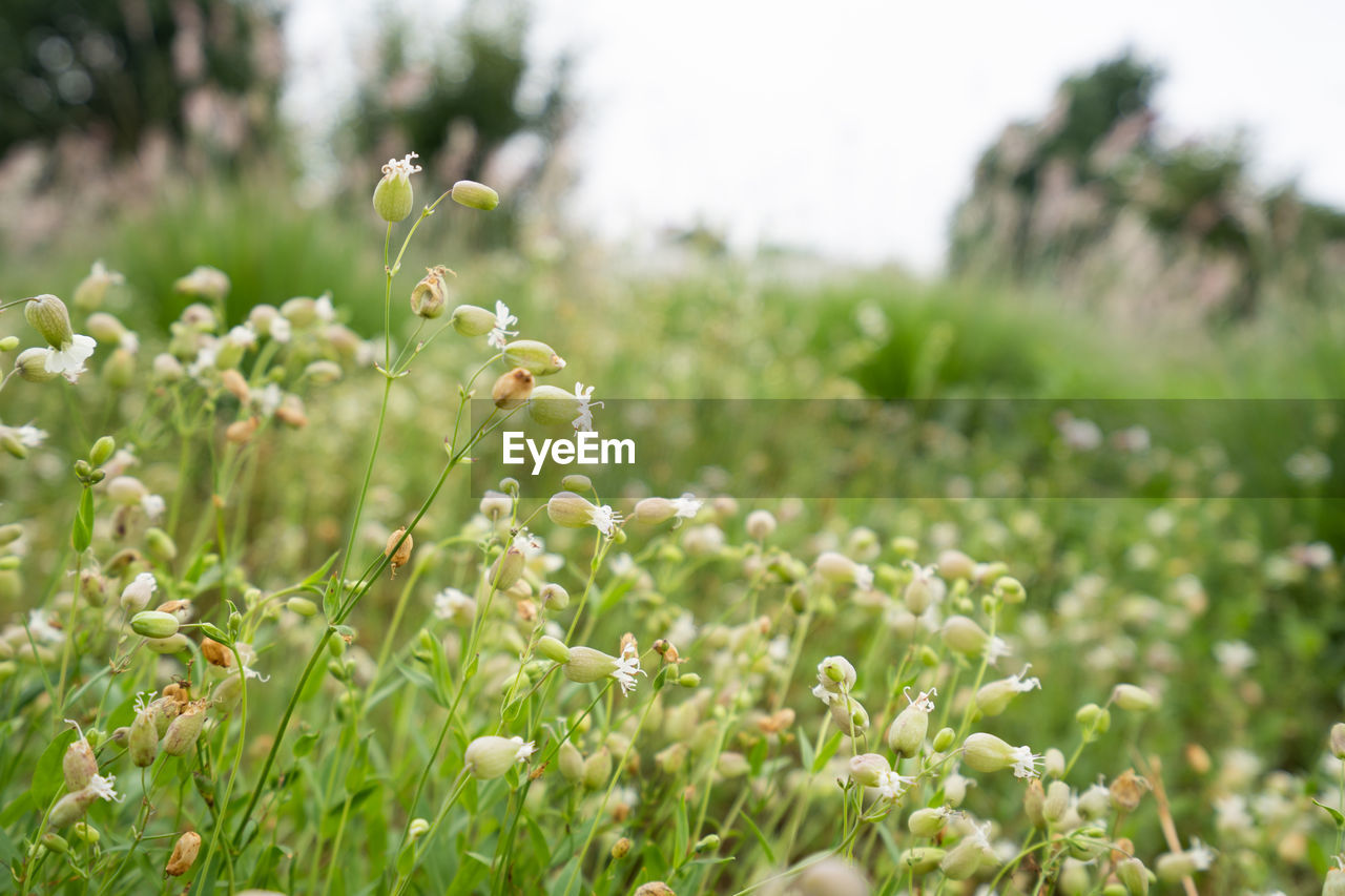 CLOSE-UP OF WHITE FLOWERING PLANTS ON FIELD