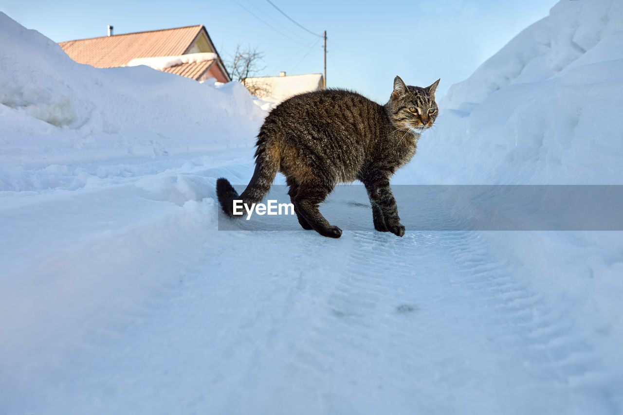 fox on snow covered landscape