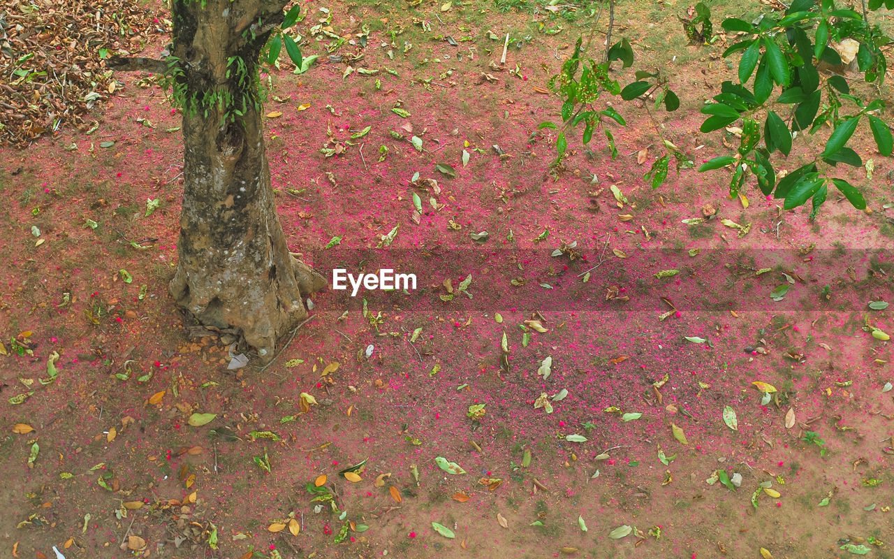 CLOSE-UP OF TREE GROWING IN AUTUMN