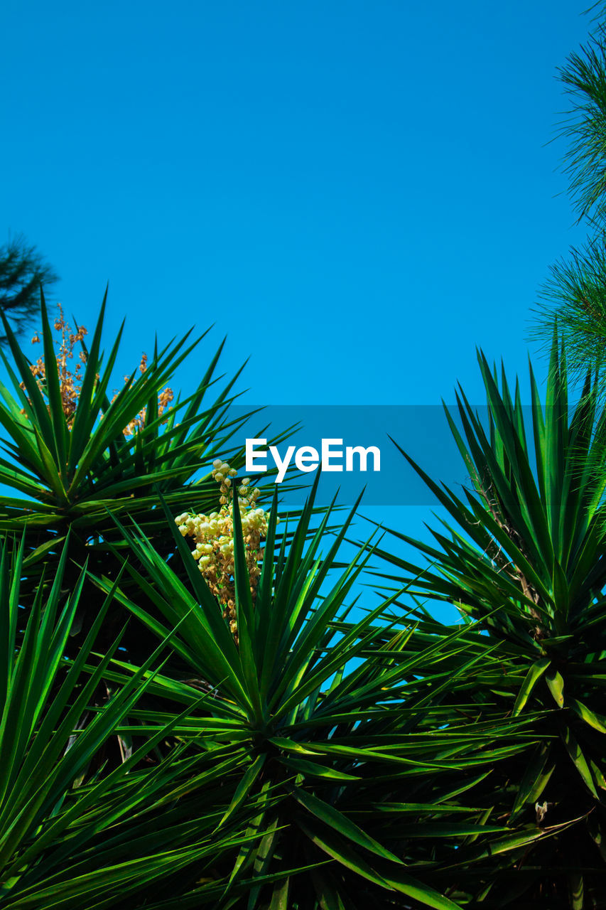 LOW ANGLE VIEW OF PALM TREE AGAINST BLUE SKY